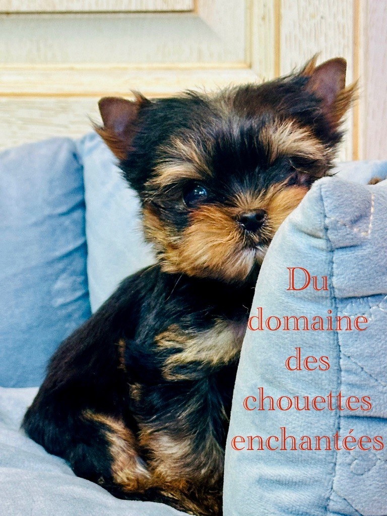 du Domaine des Chouettes Enchantées - Chiot disponible  - Yorkshire Terrier