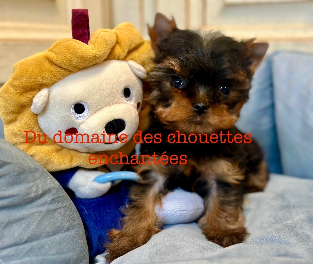 du Domaine des Chouettes Enchantées - Chiot disponible  - Yorkshire Terrier