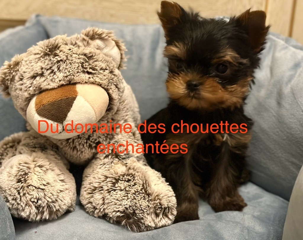 du Domaine des Chouettes Enchantées - Chiot disponible  - Yorkshire Terrier