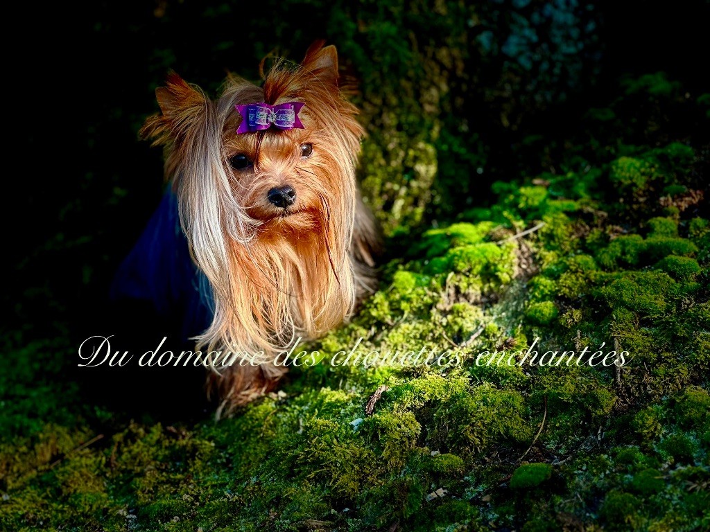 Ulia du Domaine des Chouettes Enchantées