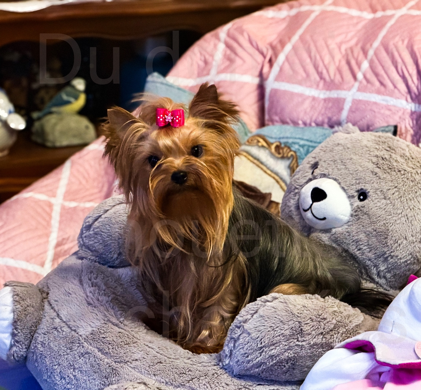 Univer du Domaine des Chouettes Enchantées