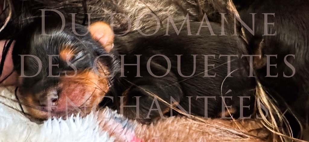 du Domaine des Chouettes Enchantées - Chiots disponibles - Yorkshire Terrier