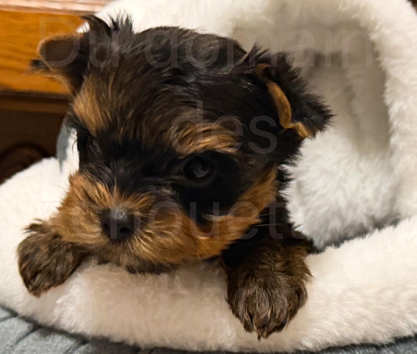 du Domaine des Chouettes Enchantées - Yorkshire Terrier - Portée née le 02/11/2025