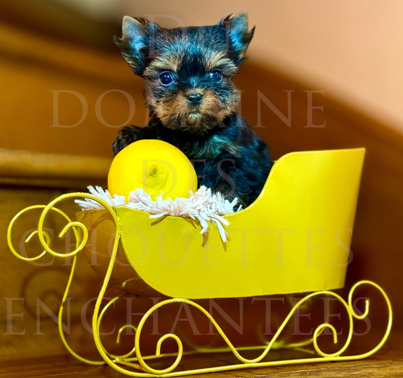 du Domaine des Chouettes Enchantées - Chiots disponibles - Yorkshire Terrier