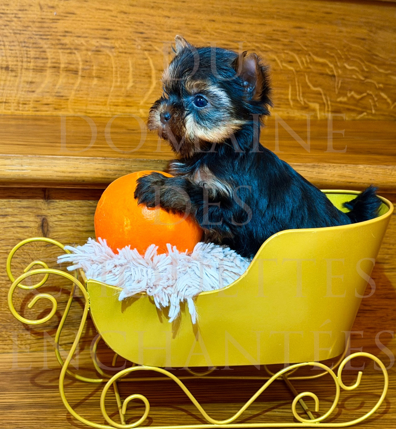 du Domaine des Chouettes Enchantées - Chiots disponibles - Yorkshire Terrier