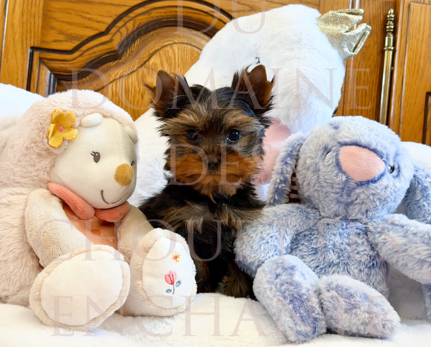 du Domaine des Chouettes Enchantées - Chiots disponibles - Yorkshire Terrier