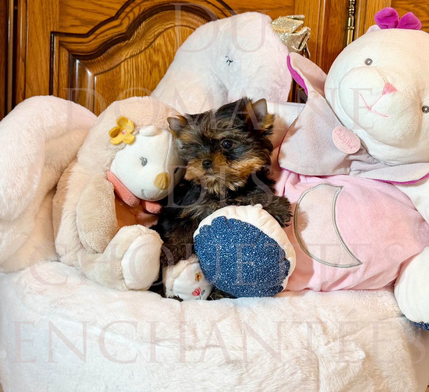 du Domaine des Chouettes Enchantées - Chiots disponibles - Yorkshire Terrier