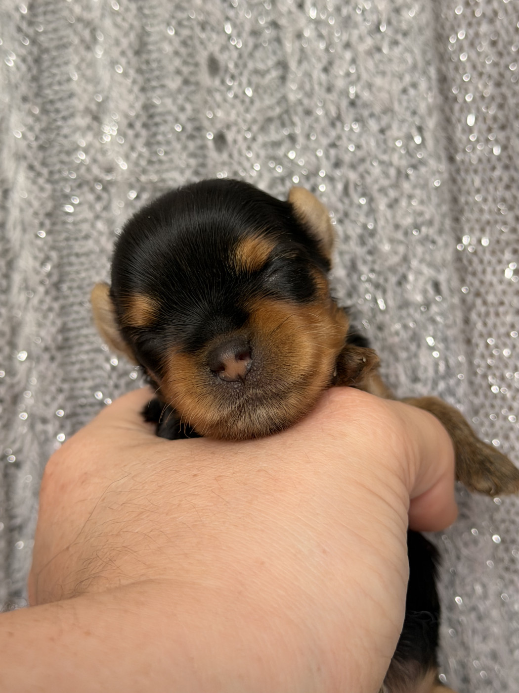 du Domaine des Chouettes Enchantées - Chiots disponibles - Yorkshire Terrier