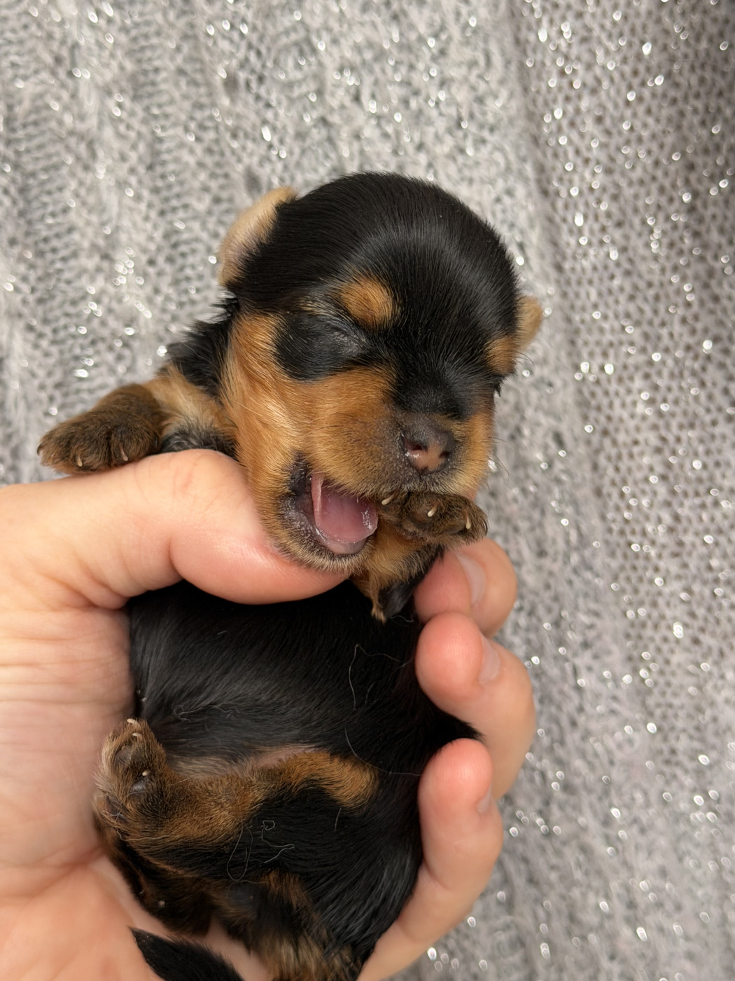 du Domaine des Chouettes Enchantées - Chiots disponibles - Yorkshire Terrier