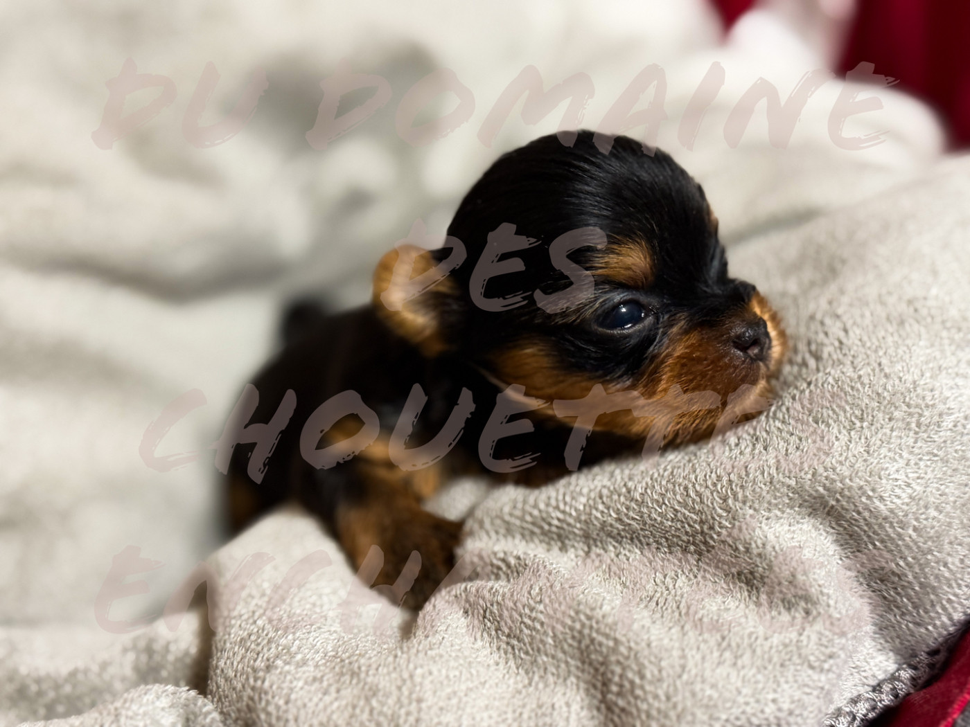 du Domaine des Chouettes Enchantées - Chiots disponibles - Yorkshire Terrier