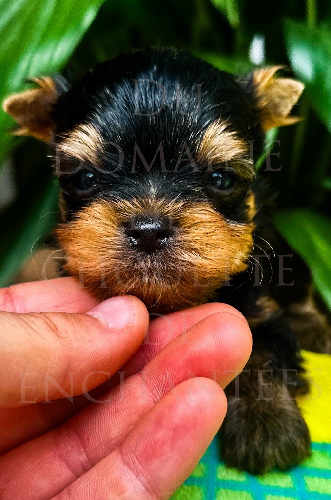 du Domaine des Chouettes Enchantées - Chiots disponibles - Yorkshire Terrier