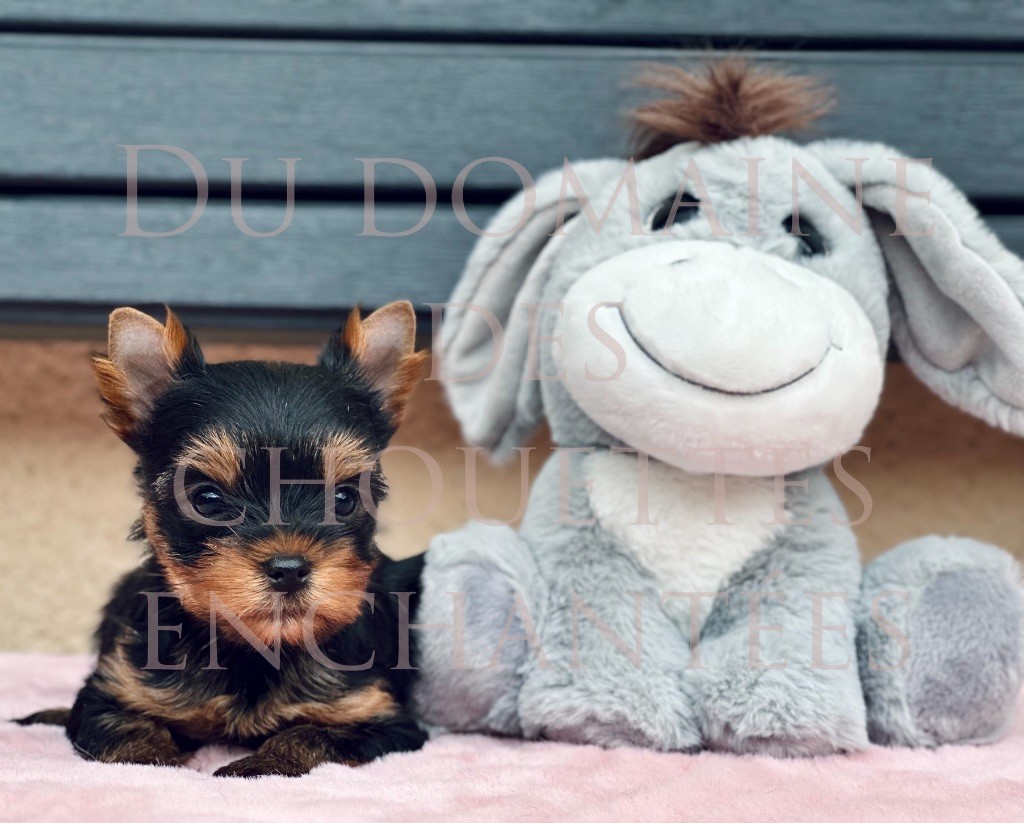 du Domaine des Chouettes Enchantées - Chiots disponibles - Yorkshire Terrier