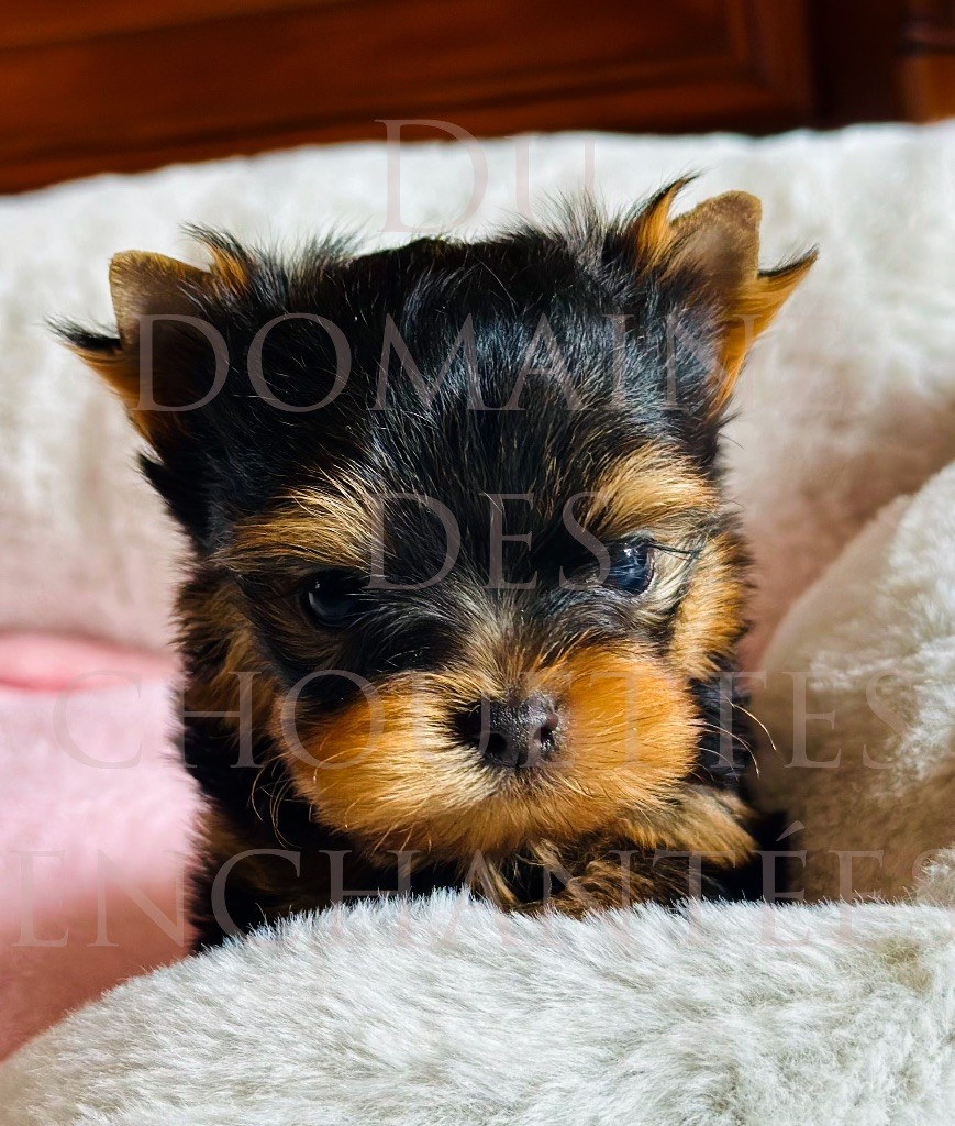 du Domaine des Chouettes Enchantées - Chiots disponibles - Yorkshire Terrier