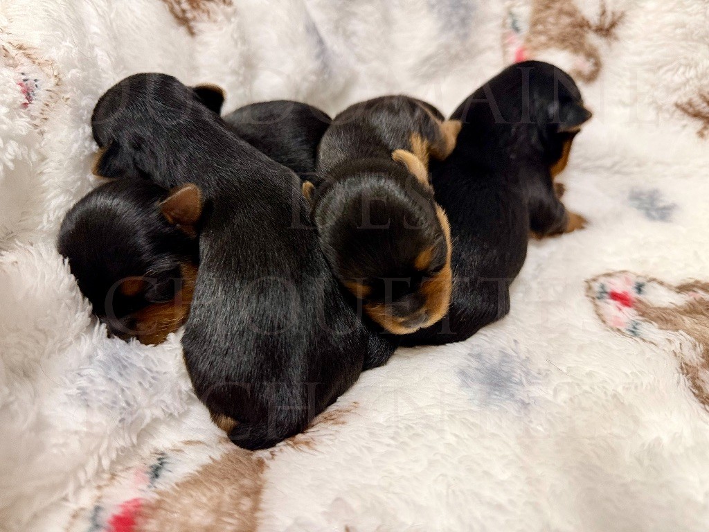 du Domaine des Chouettes Enchantées - Yorkshire Terrier - Portée née le 09/11/2025