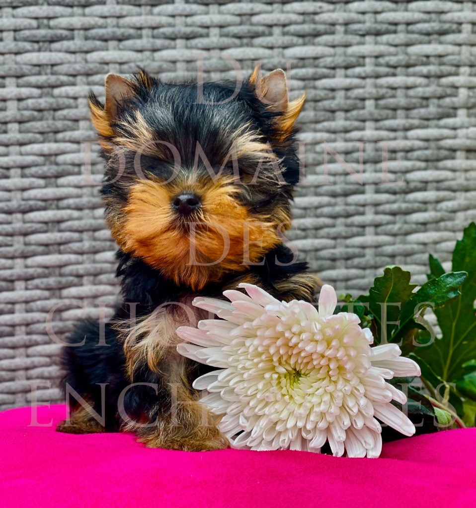 du Domaine des Chouettes Enchantées - Chiots disponibles - Yorkshire Terrier