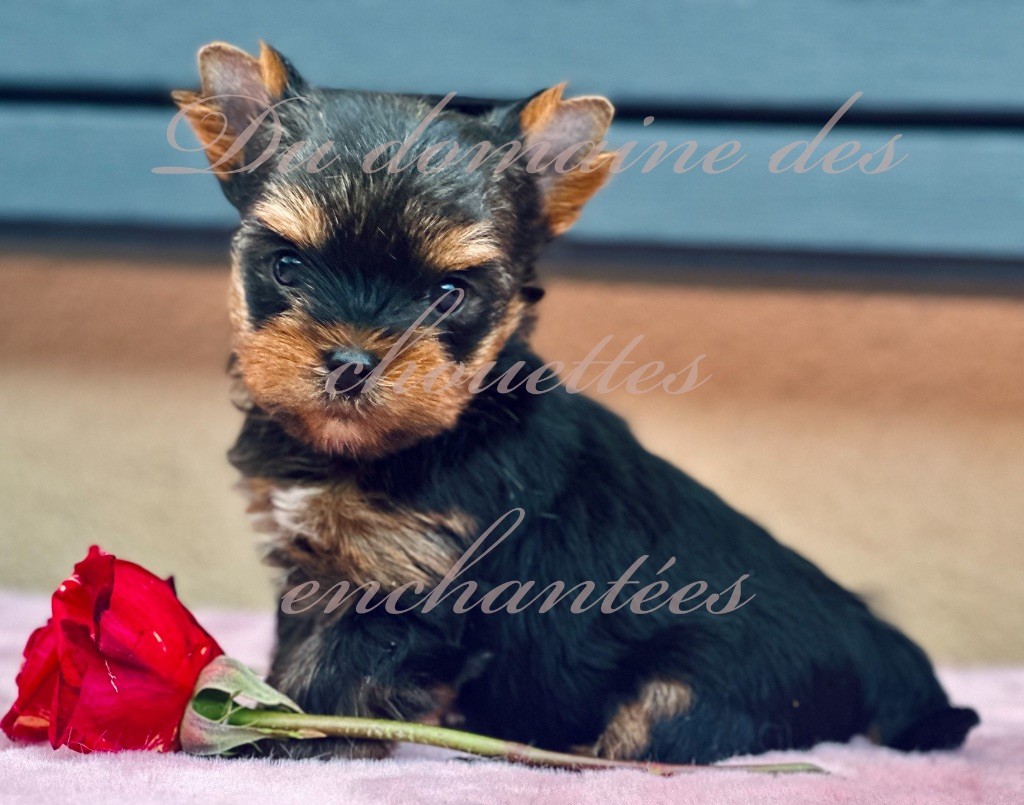 du Domaine des Chouettes Enchantées - Chiots disponibles - Yorkshire Terrier