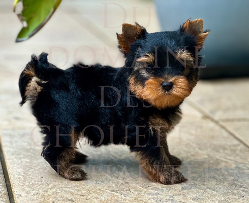 du Domaine des Chouettes Enchantées - Chiots disponibles - Yorkshire Terrier