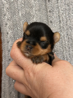 Chiot N°1
