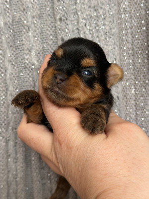 Chiot N°3