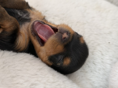 Chiot N°5