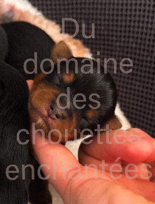 CHIOT 3