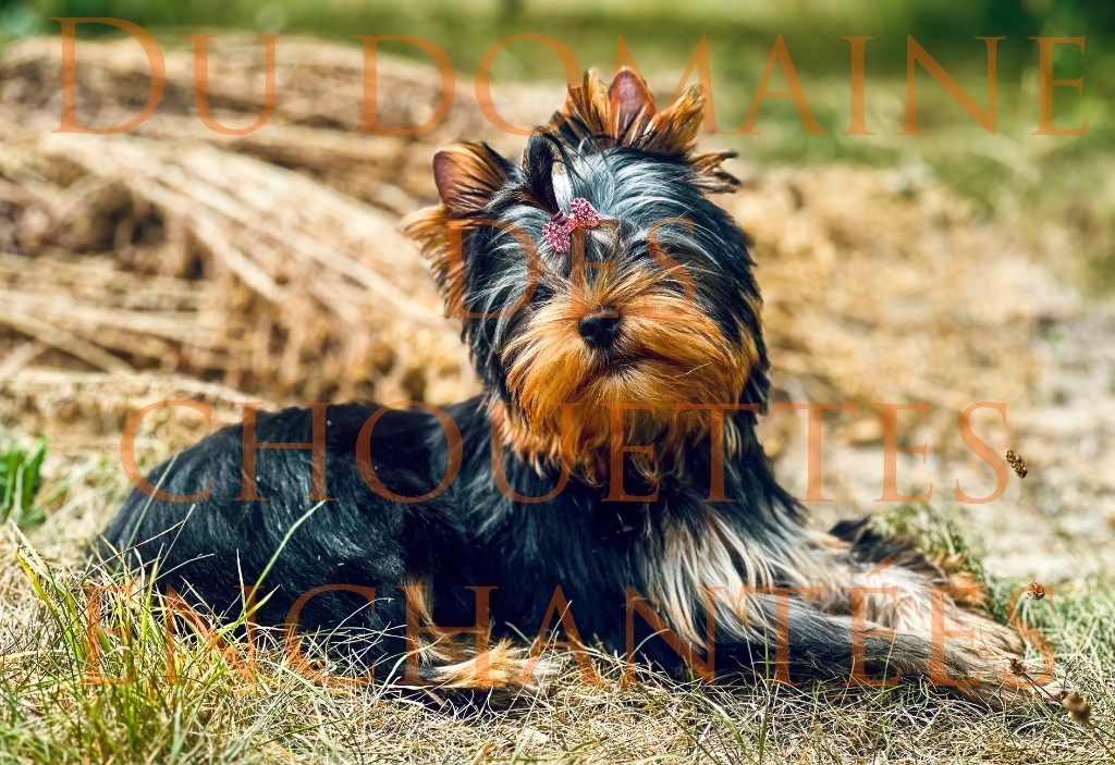du Domaine des Chouettes Enchantées - Chiots disponibles - Yorkshire Terrier