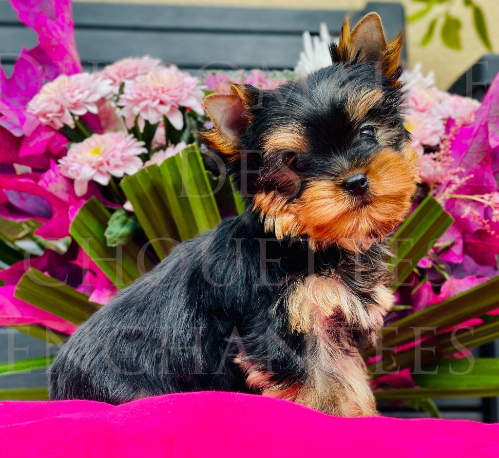 du Domaine des Chouettes Enchantées - Chiots disponibles - Yorkshire Terrier