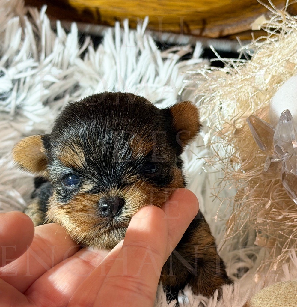 du Domaine des Chouettes Enchantées - Chiots disponibles - Yorkshire Terrier