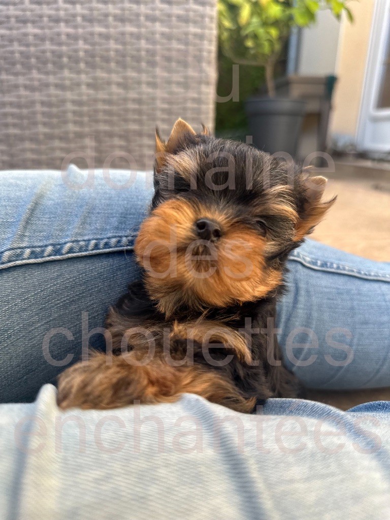 du Domaine des Chouettes Enchantées - Chiots disponibles - Yorkshire Terrier