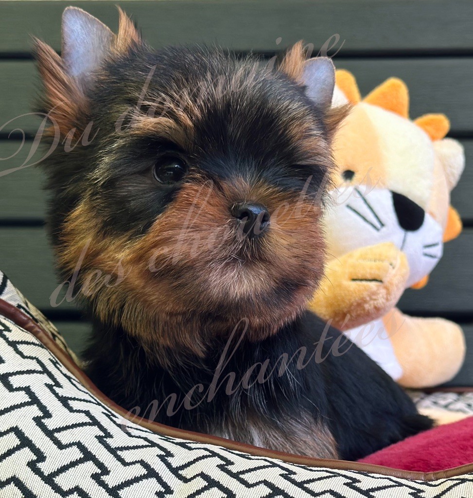 du Domaine des Chouettes Enchantées - Chiots disponibles - Yorkshire Terrier